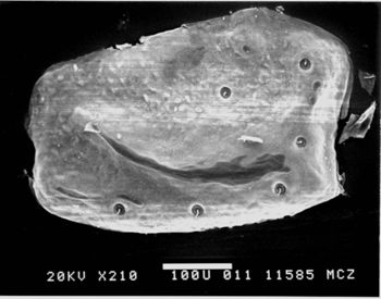 Media type: image; Herpetology R-156301